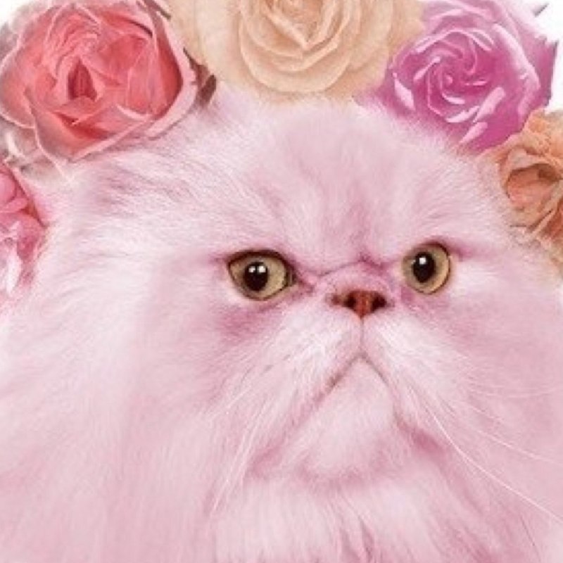 Котик на розовом фоне