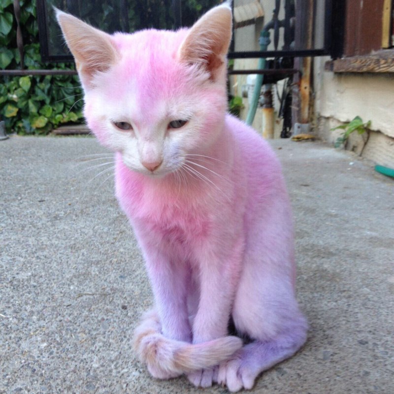 Розовый котенок