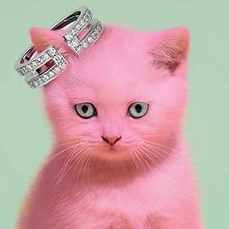 Розовая кошка арт