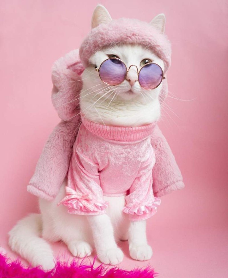 Розовая кошка