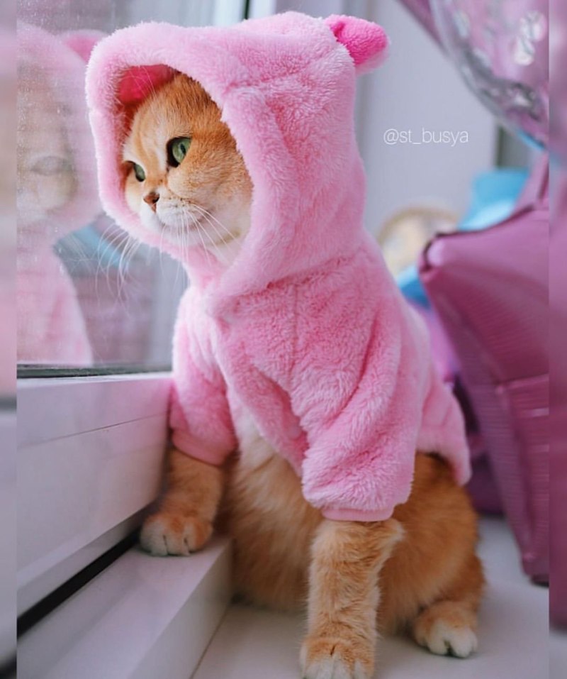 Кошка на розовом фоне