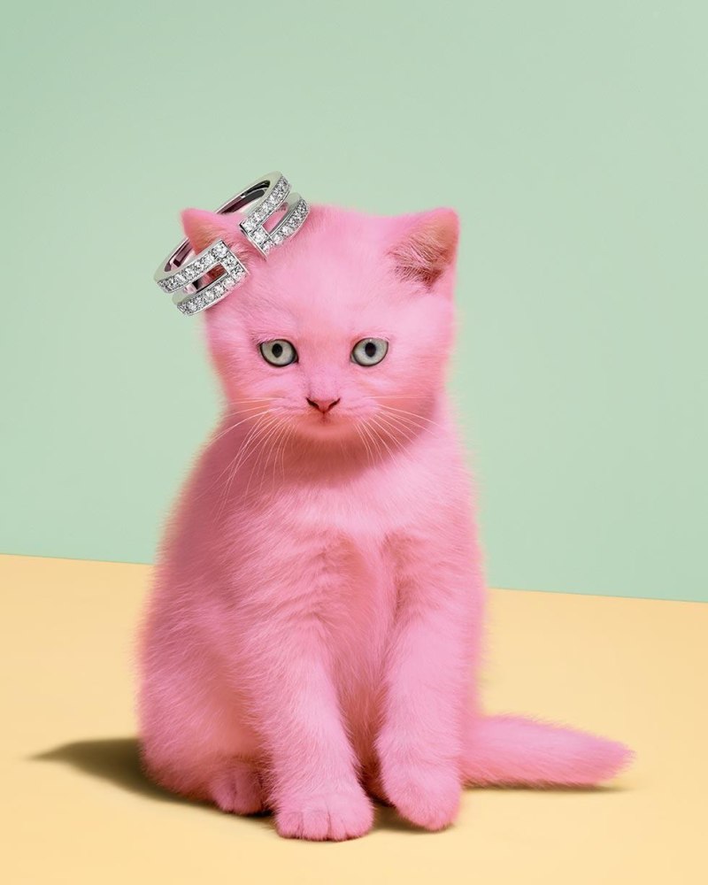 Красивые котики