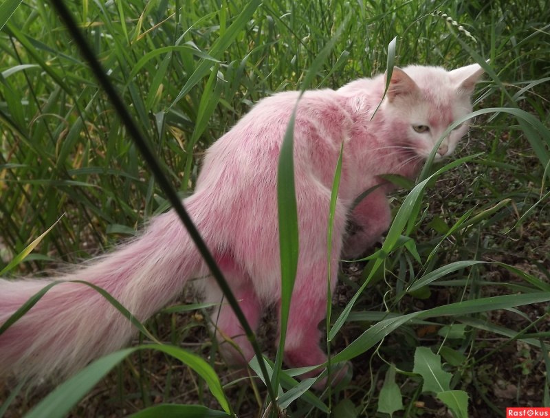 Милый котёнок на розовом фоне