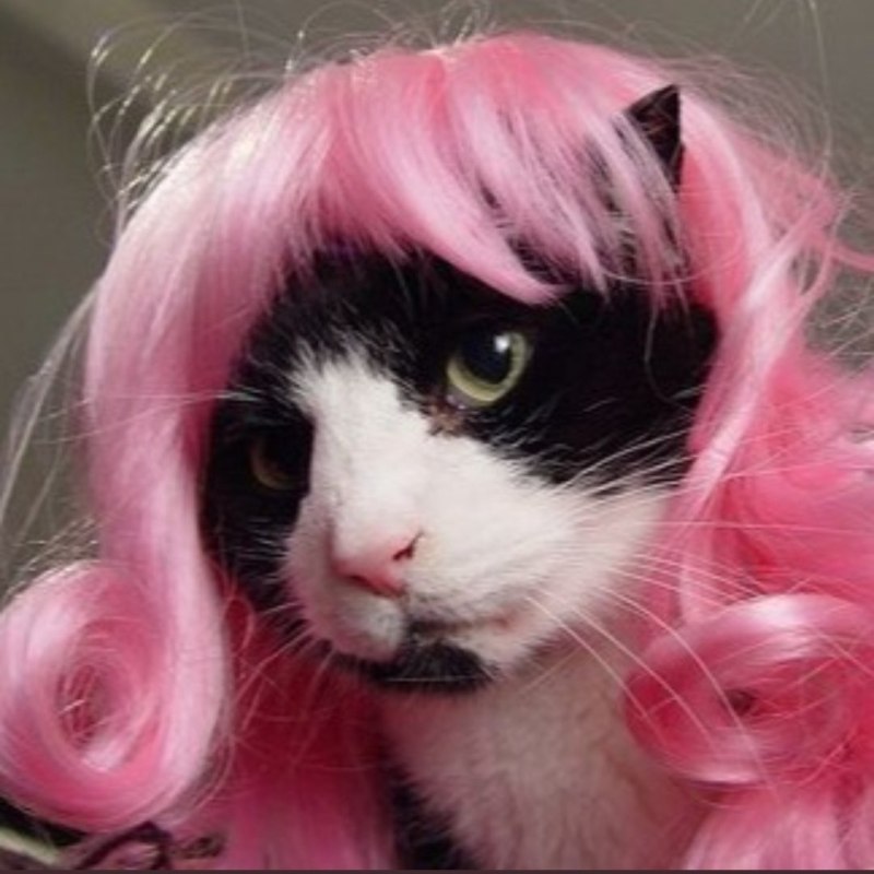 Милые котики