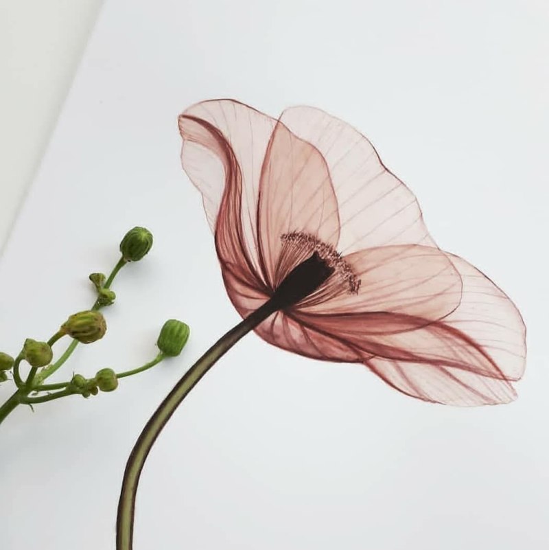 Прозрачные цветы