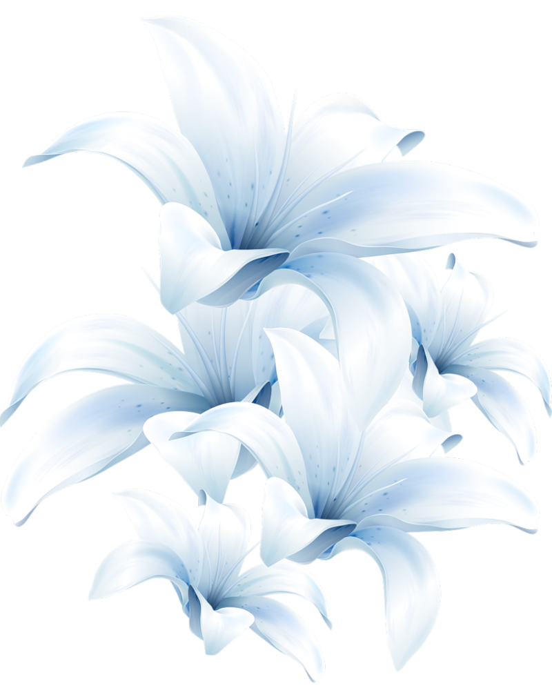 Белые цветы на прозрачном фоне