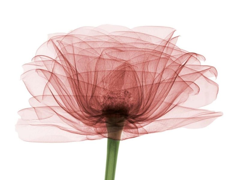 Прозрачные цветы