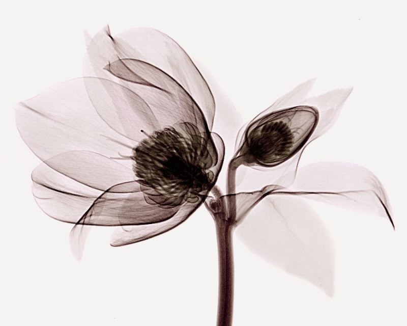 Прозрачные цветы