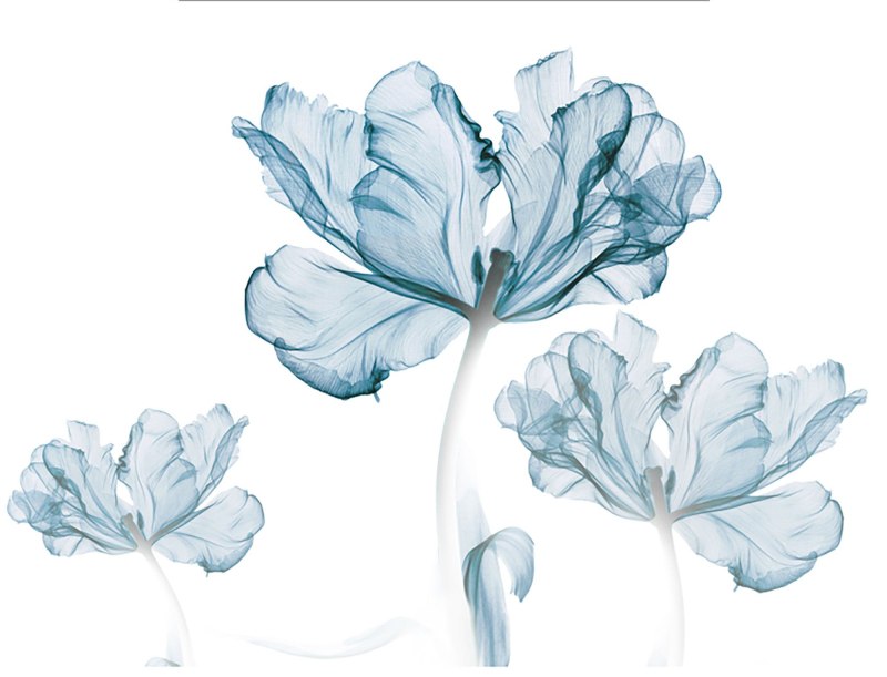 Фотообои цветы прозрачные