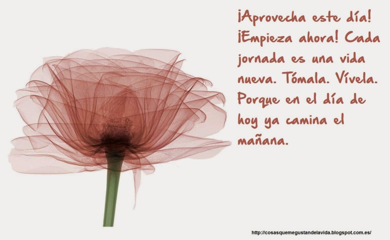 Цветы рентген