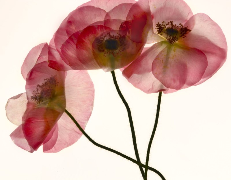 Отсканированные цветы