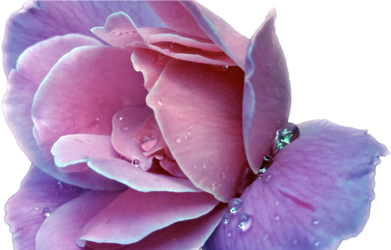 Фиолетовые розы на белом фоне