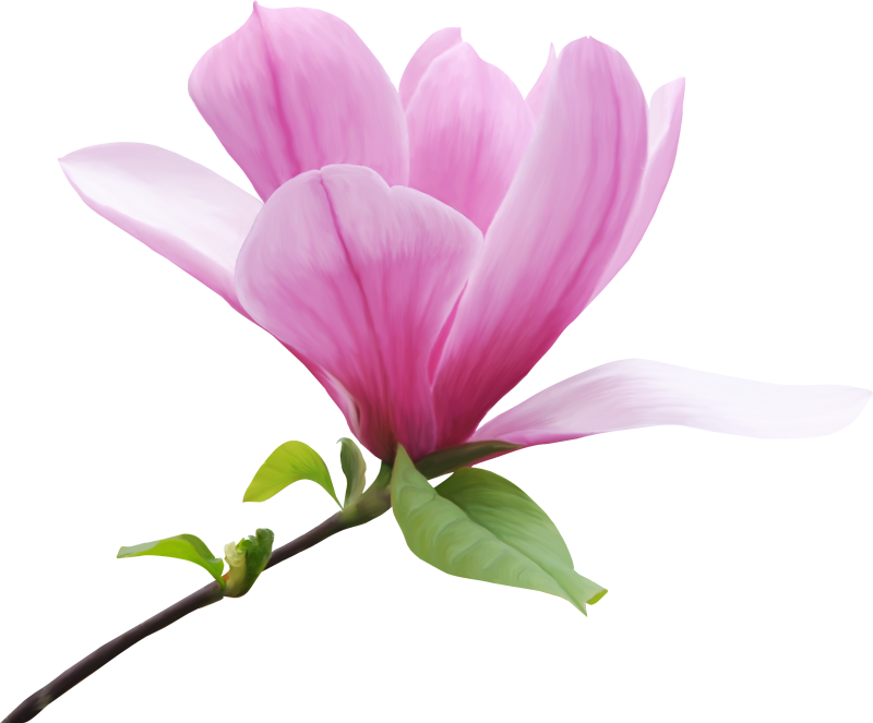 Магнолия в пдф