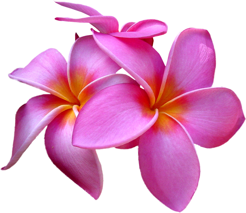 Плюмерия вектор