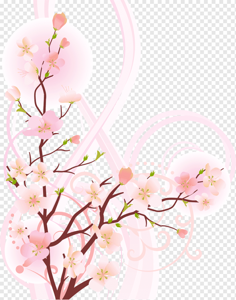 Ветка с цветами Сакуры