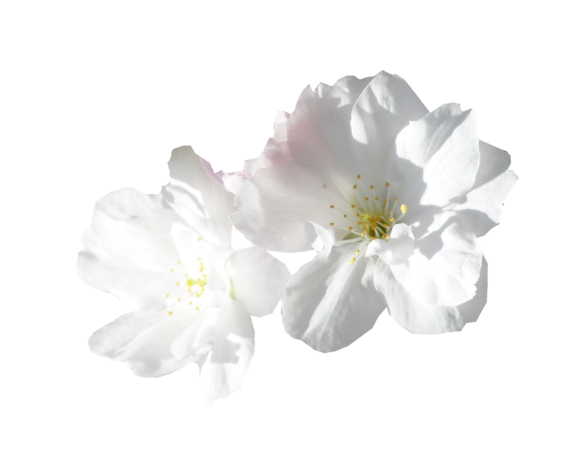 Белые прозрачные цветы