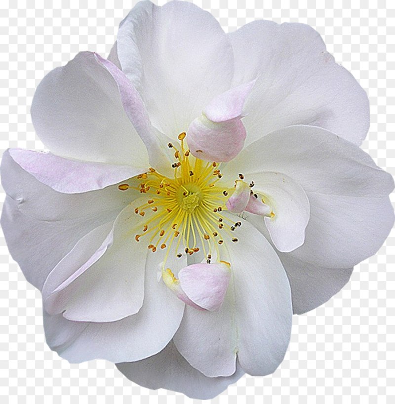 Белые прозрачные цветы