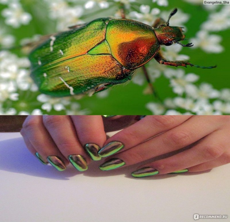 Шеллак Майский Жук