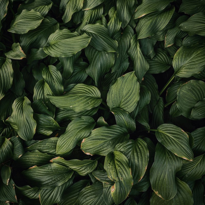 Темно зеленые листья