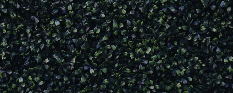 Темные листья