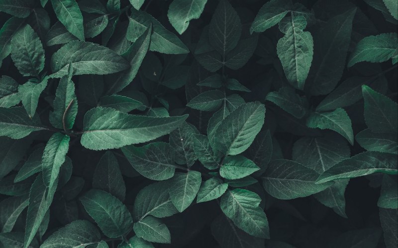 Греен листья фон