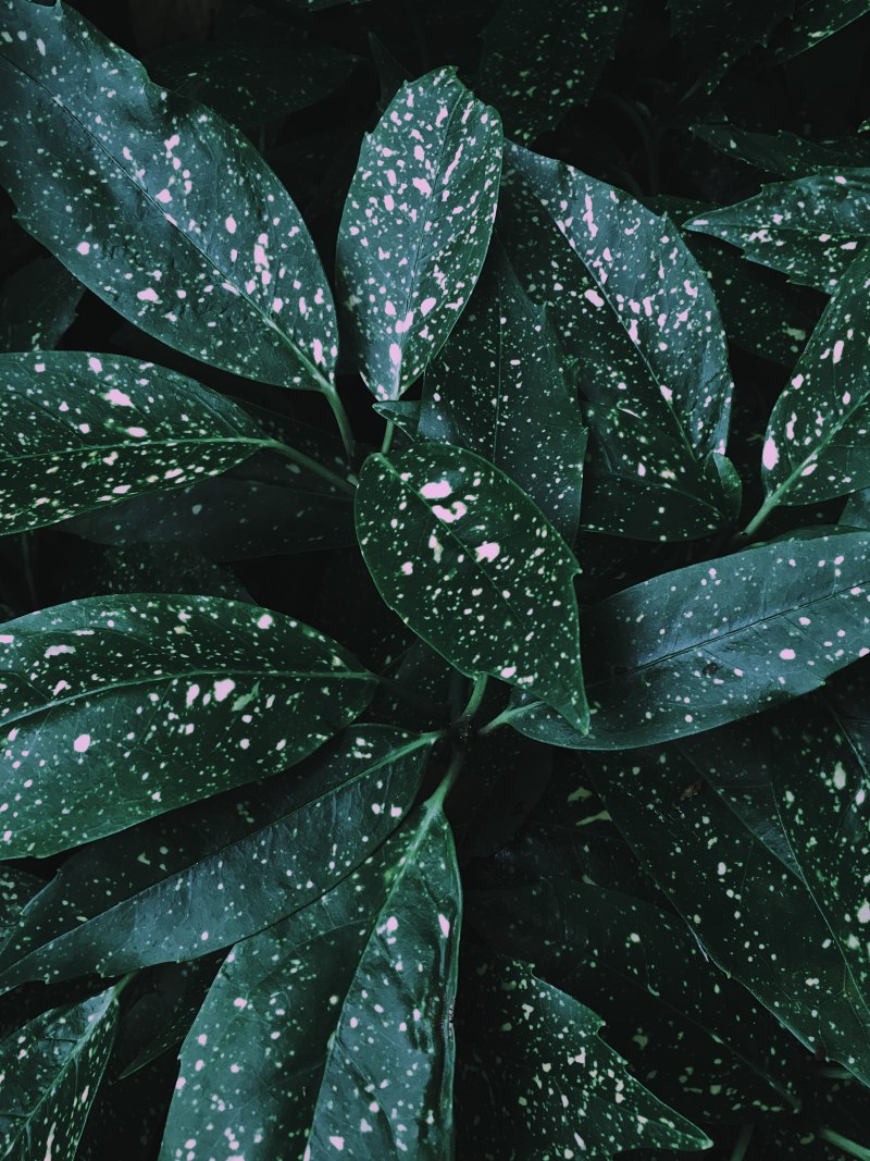 Тёмно зелёные листья