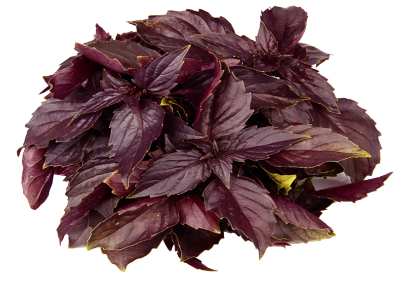 Темные растения