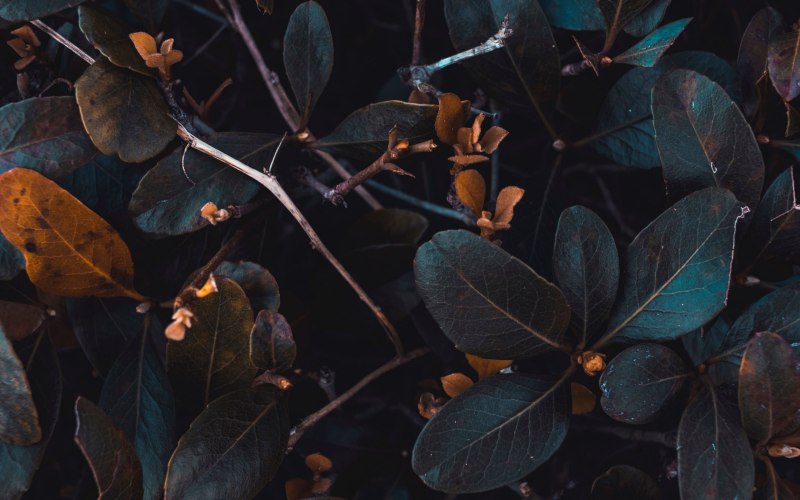 Огромные темные листья