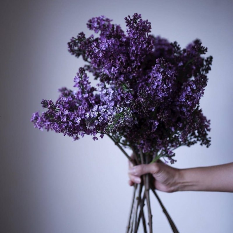 Сирень сохры