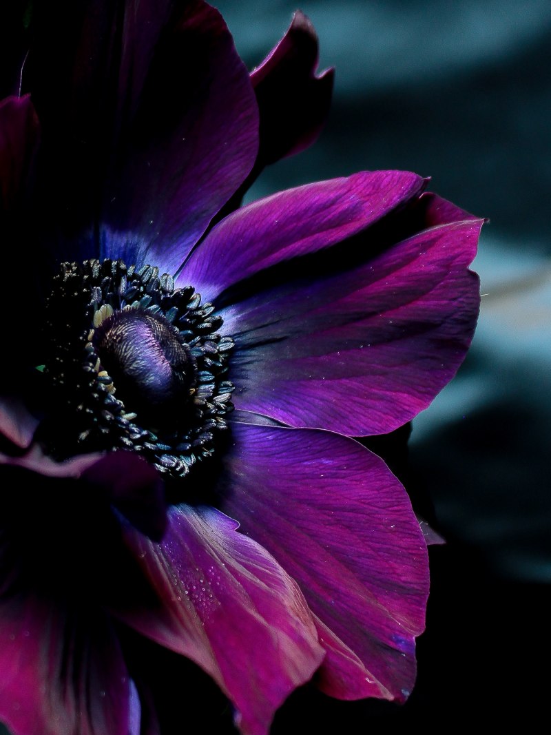 Пион дарк Пурпл