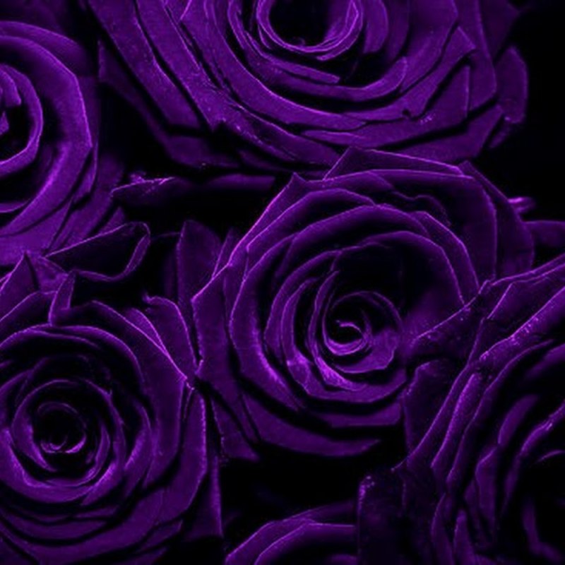 Роза Пурпл фиолетовый