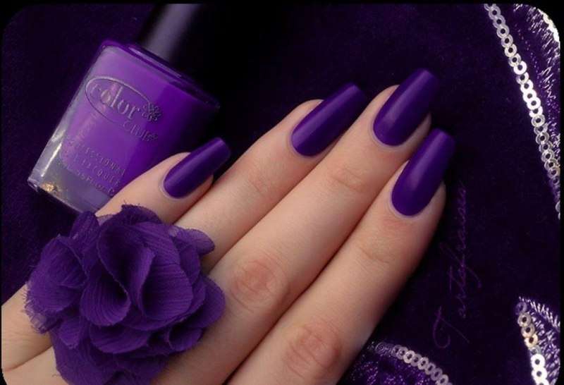 Роза Вайолет вельвет