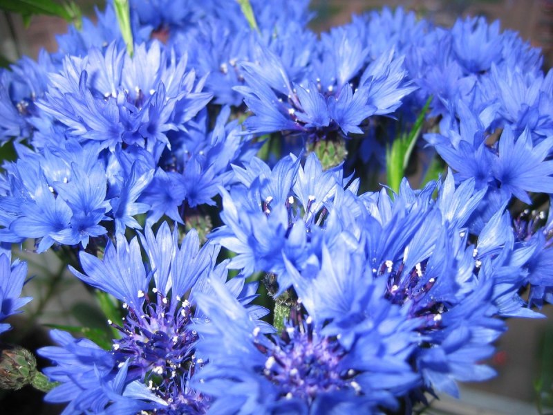 Палитра синих цветов