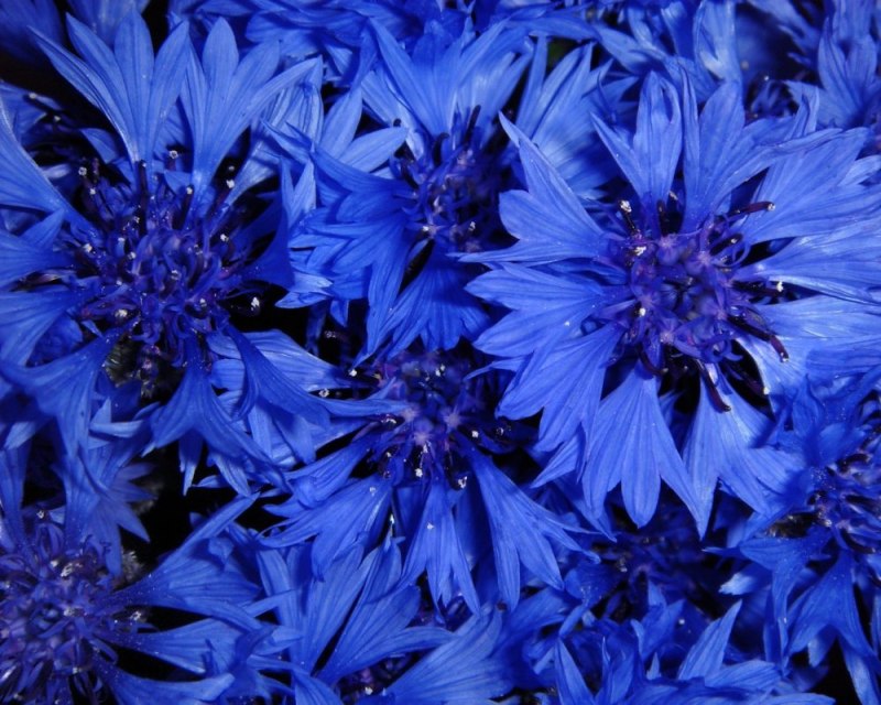 Платье рубашка василькового цвета