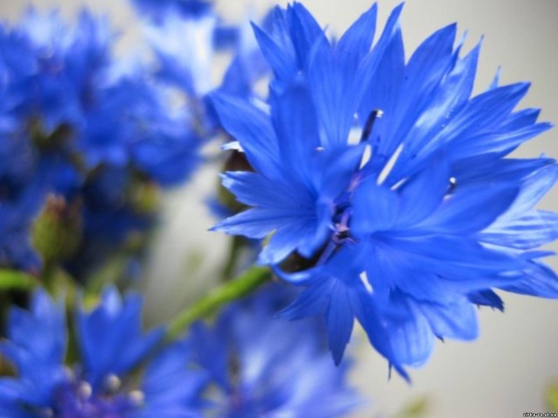 Необычные васильки