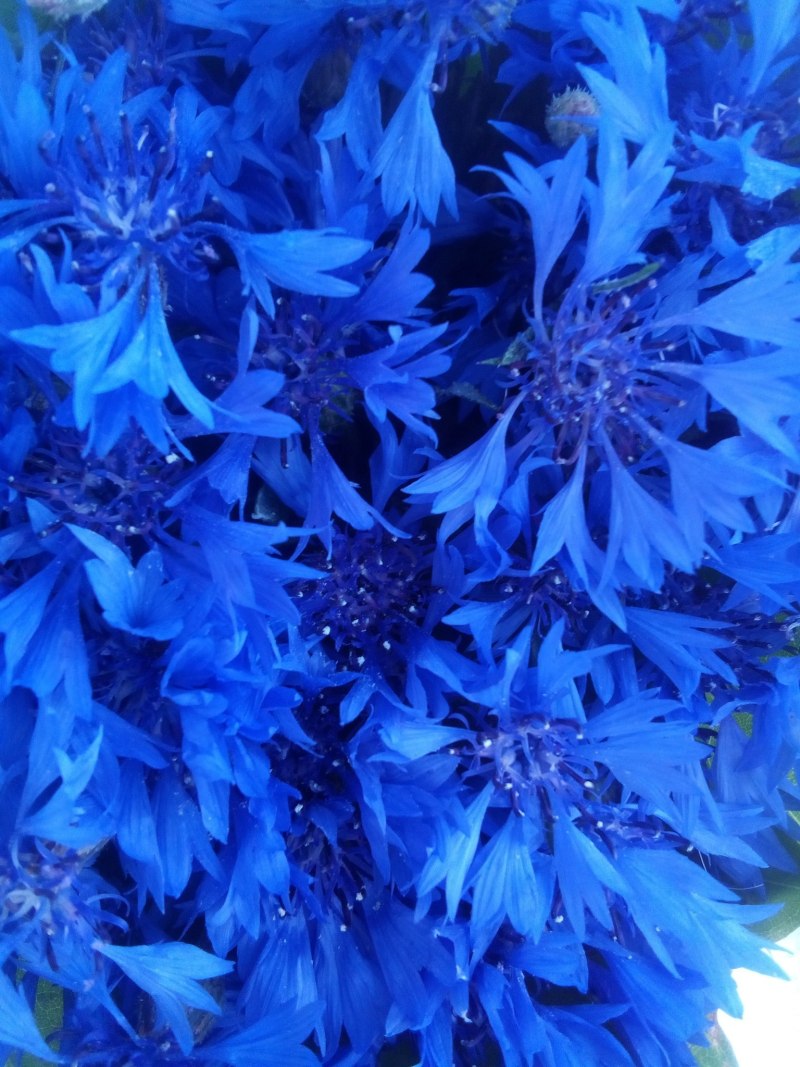 Василек Лагуна