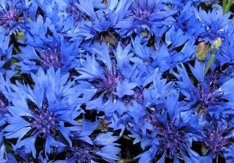 Василек Флорес