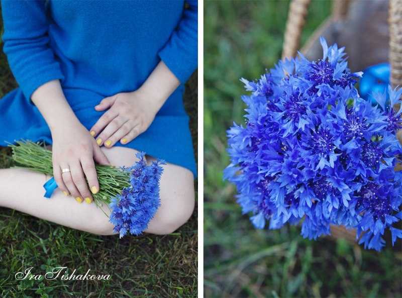 Васильки цветы