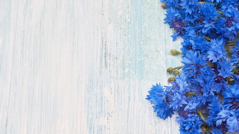 Василёк синий