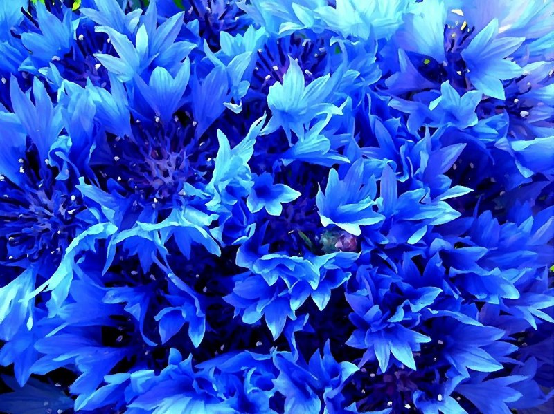 Сложноцветные Василек синий