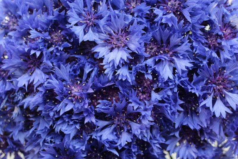 Васильки цветы