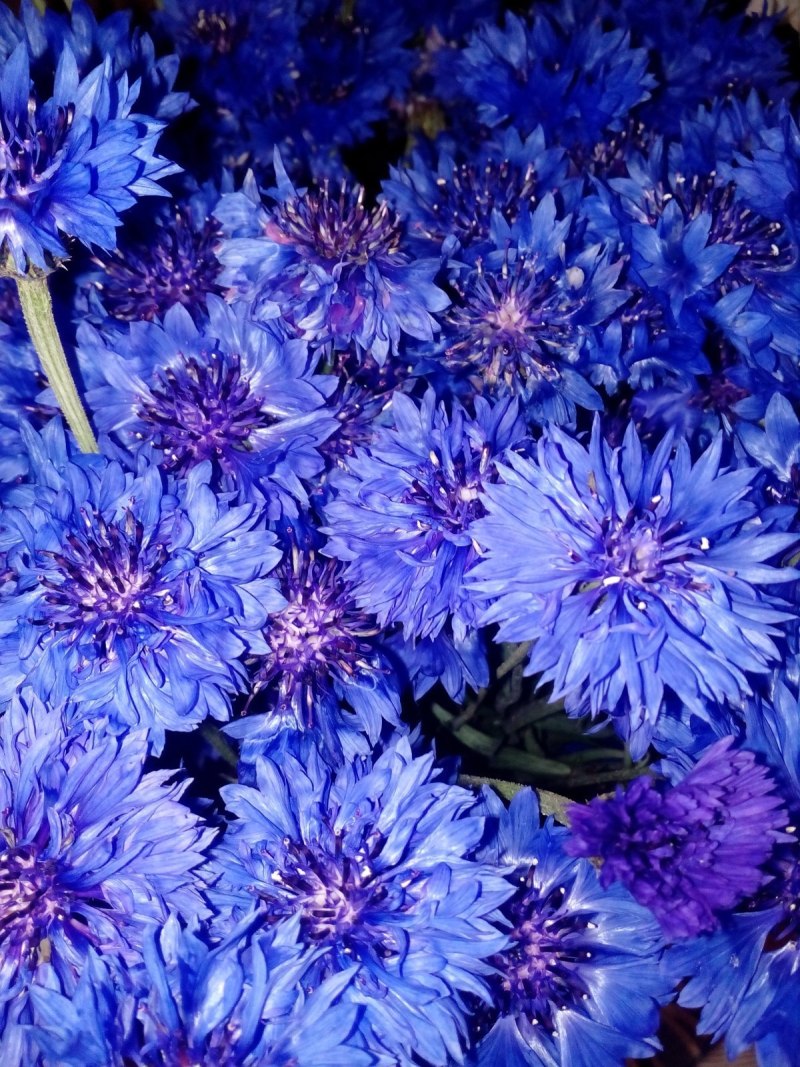 Василёк Блю бол