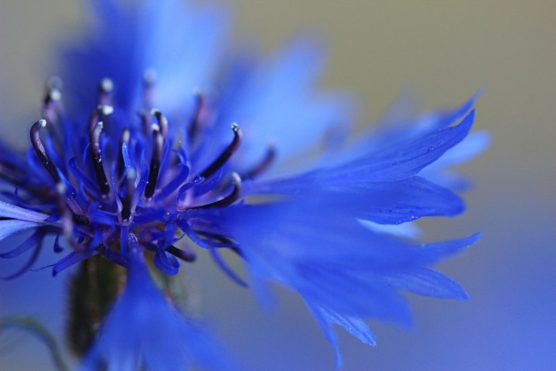 Василек Алайский