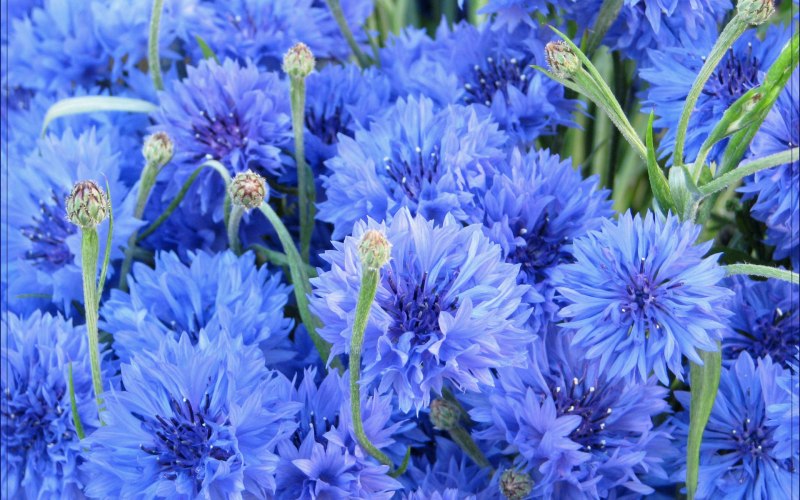 Платье Васильковое