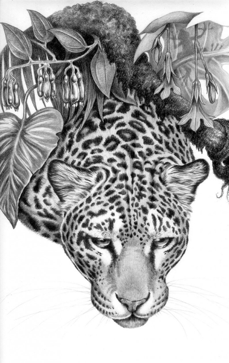 Леопард снежный Барс Ягуар