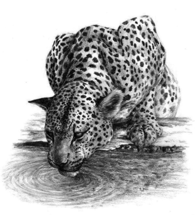 Животное белое с черными пятнами