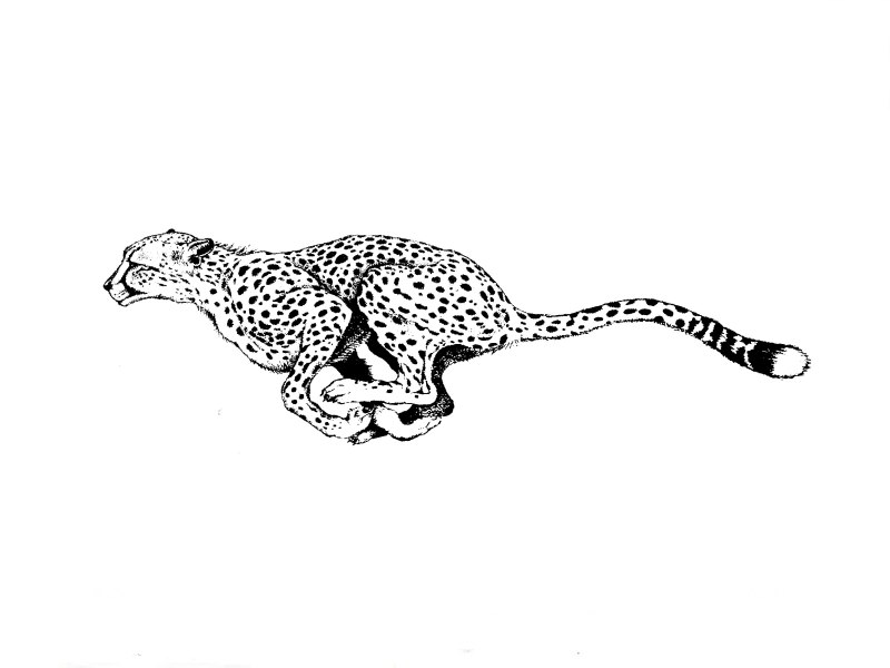 Барс тату эскиз