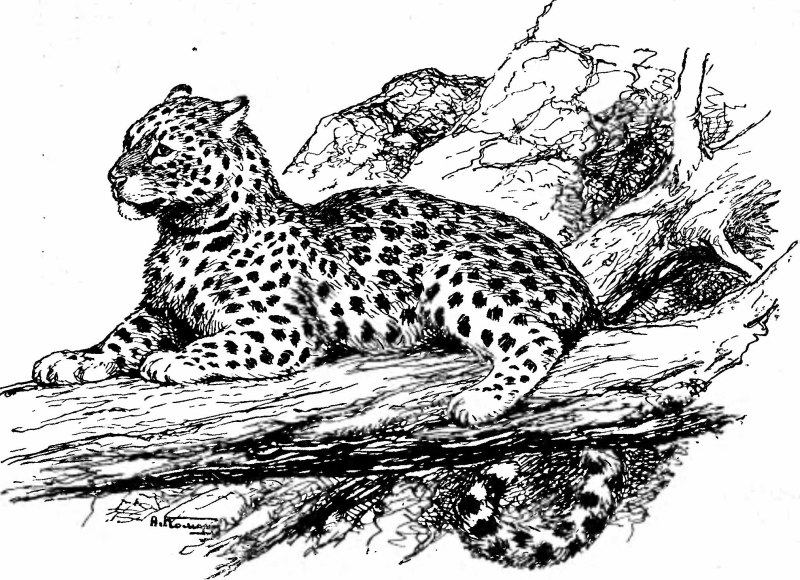 Леопард вектор