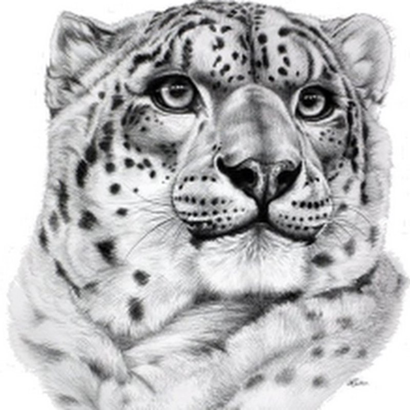 Толстый Ягуар рисунок