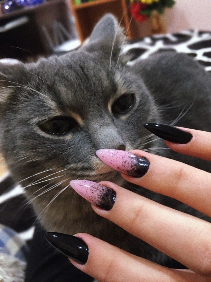 Маникюр с котиками